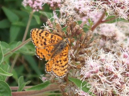 Réf. 317 094 : Melitaea didyma
